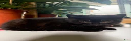 Scottish Fold cats for sale: Beautiful Scottish Fold & Straight Female Kittens - Advert 7