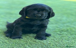 Cocker Spaniel dogs for sale: LAST BOY - Show Cocker Spaniel  in Newport - Image 17