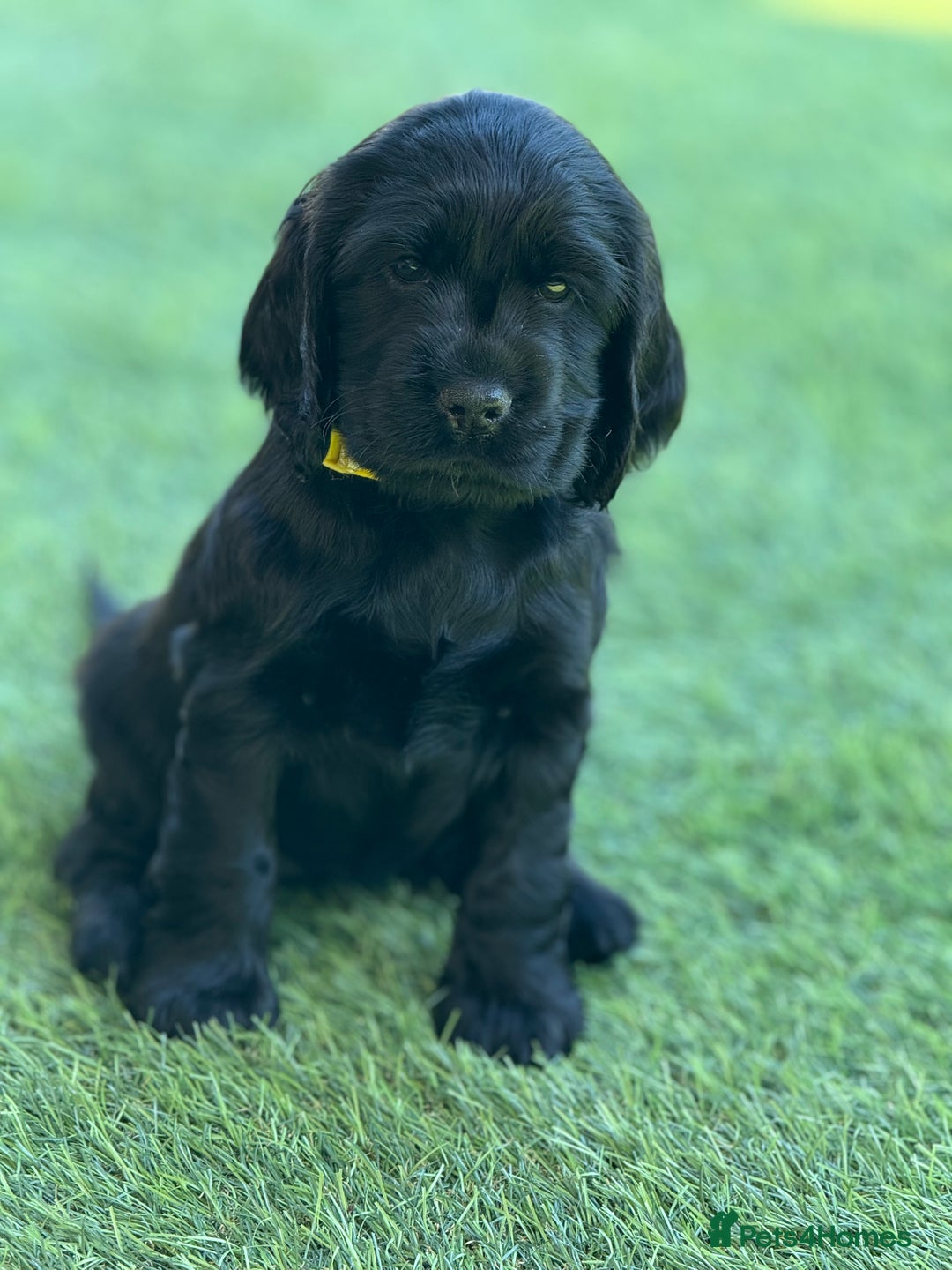 Cocker Spaniel dogs for sale: LAST BOY - Show Cocker Spaniel  in Newport - Image 17