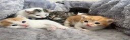 Mixed Breed cats for sale: 5 mixed breed kittens looking for a forever home - Advert 18