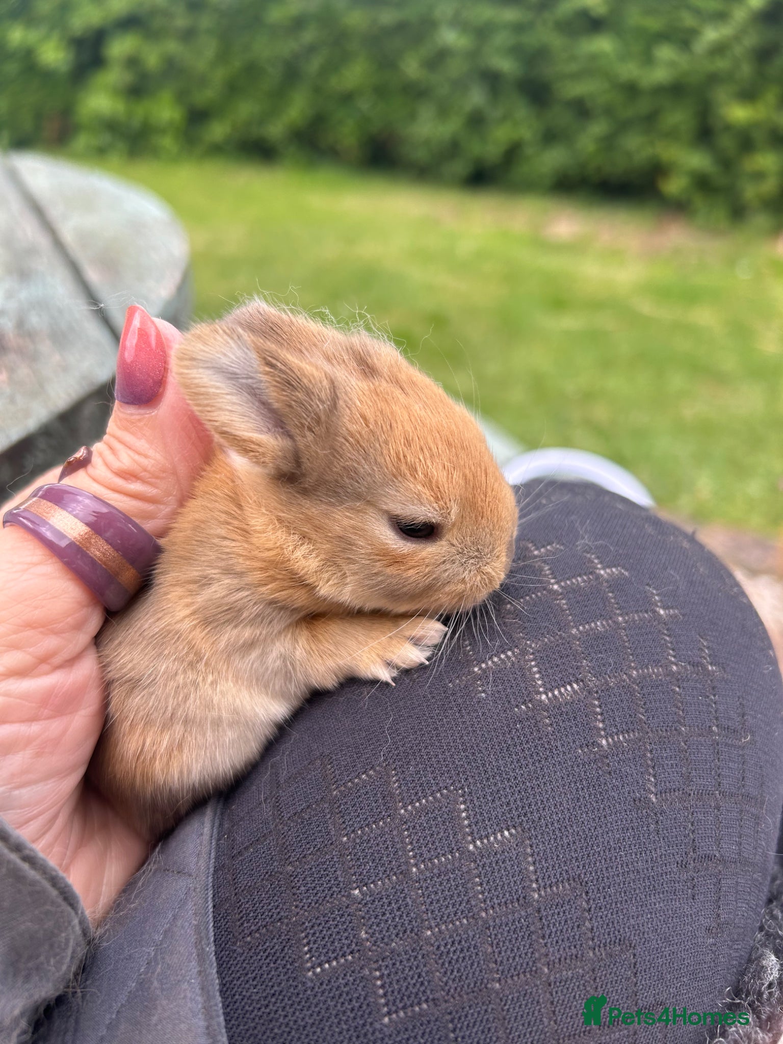 Mini Lop rabbits for sale: Stunning pure mini lop & Mini Rex X ML   - Advert 14