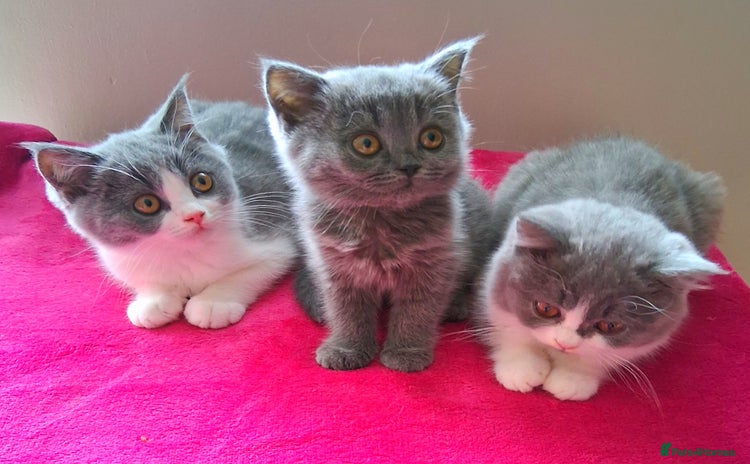 British Shorthair cats - Advert 3