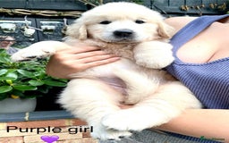 Golden Retriever dogs for sale: Exceptional KC Goldens- MULTI Champions Bloodline - Image 21