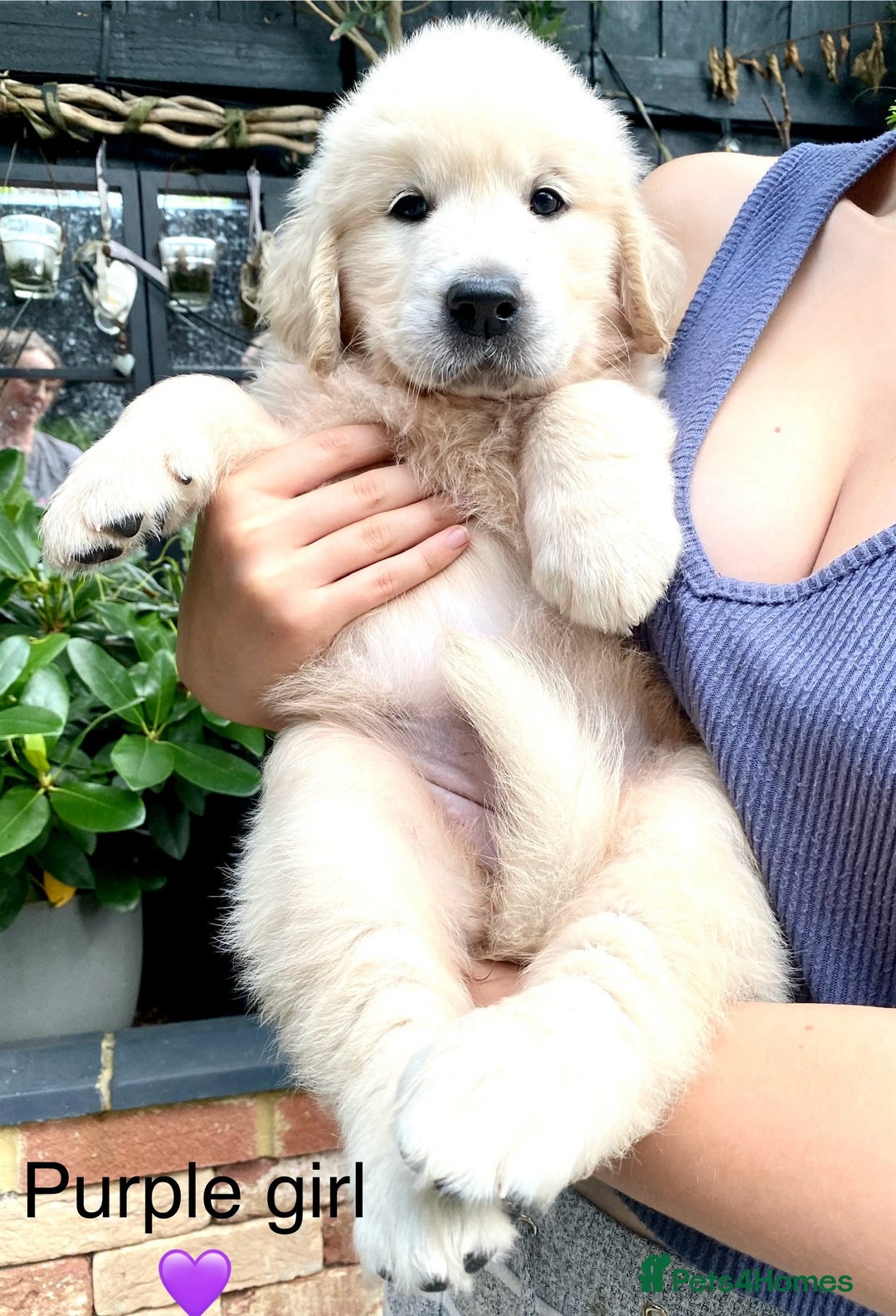 Golden Retriever dogs for sale: Exceptional KC Goldens- MULTI Champions Bloodline - Image 21