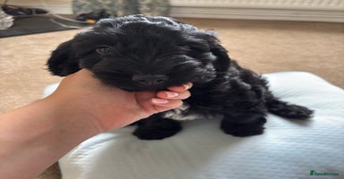 Cockapoo dogs in Harlow - Advert 5