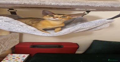 Abyssinian cats Purebred Abyssinian girl 😍 - Advert 2