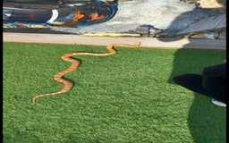 Corn Snake reptiles for sale: Beautiful sun-kissed corn snake & vivarium  - Image 7