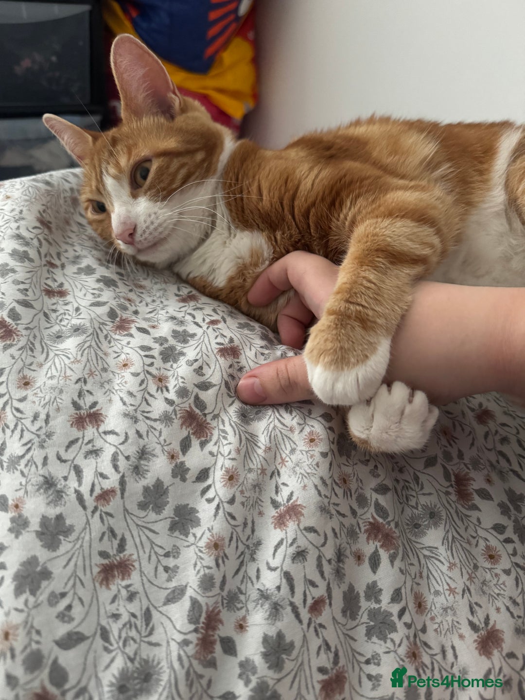 Mixed Breed cats for sale: Marla ginger cat  - Advert 30