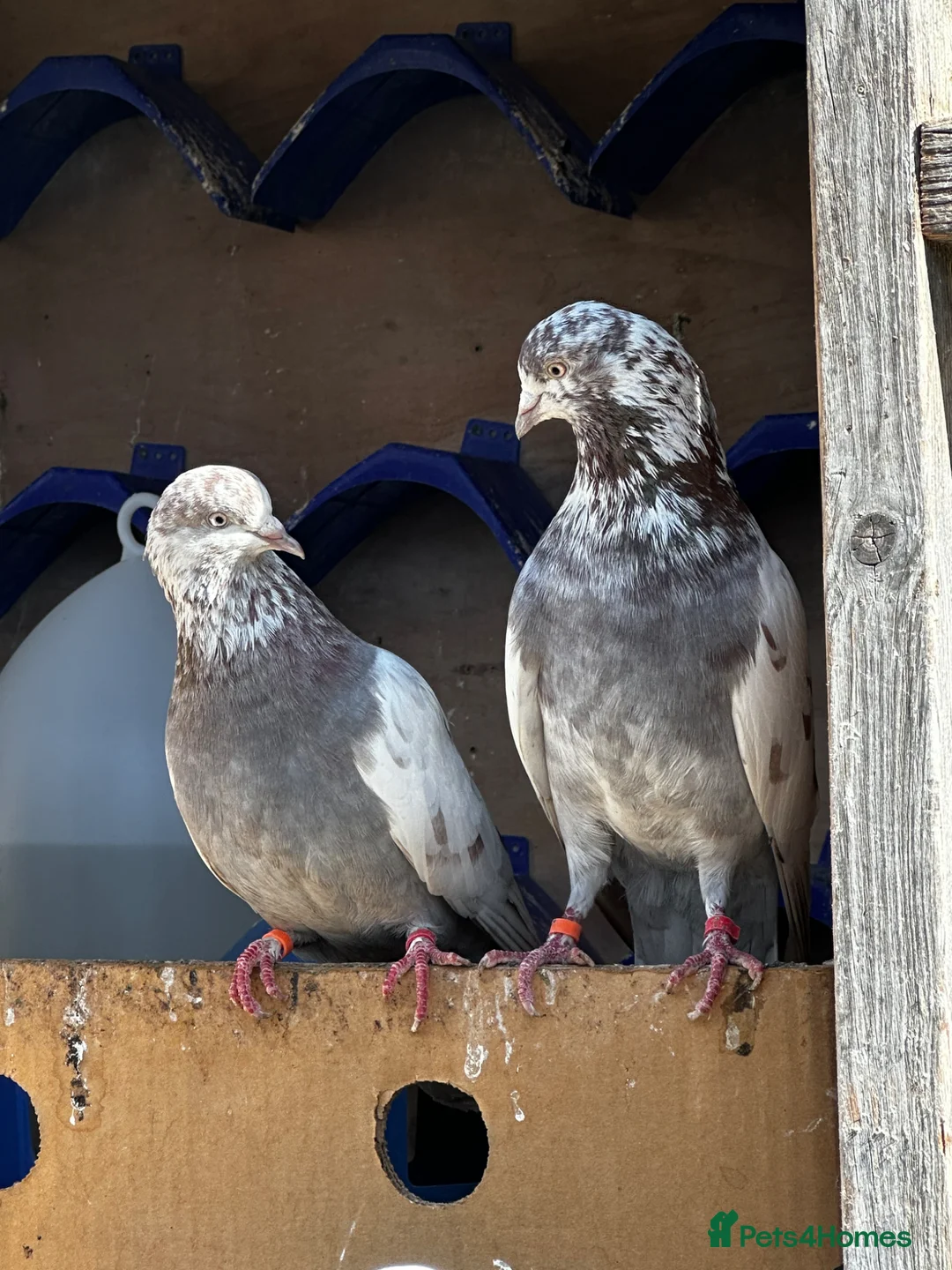 Pigeons birds for sale: Quality pigeons for sale  - Advert 16