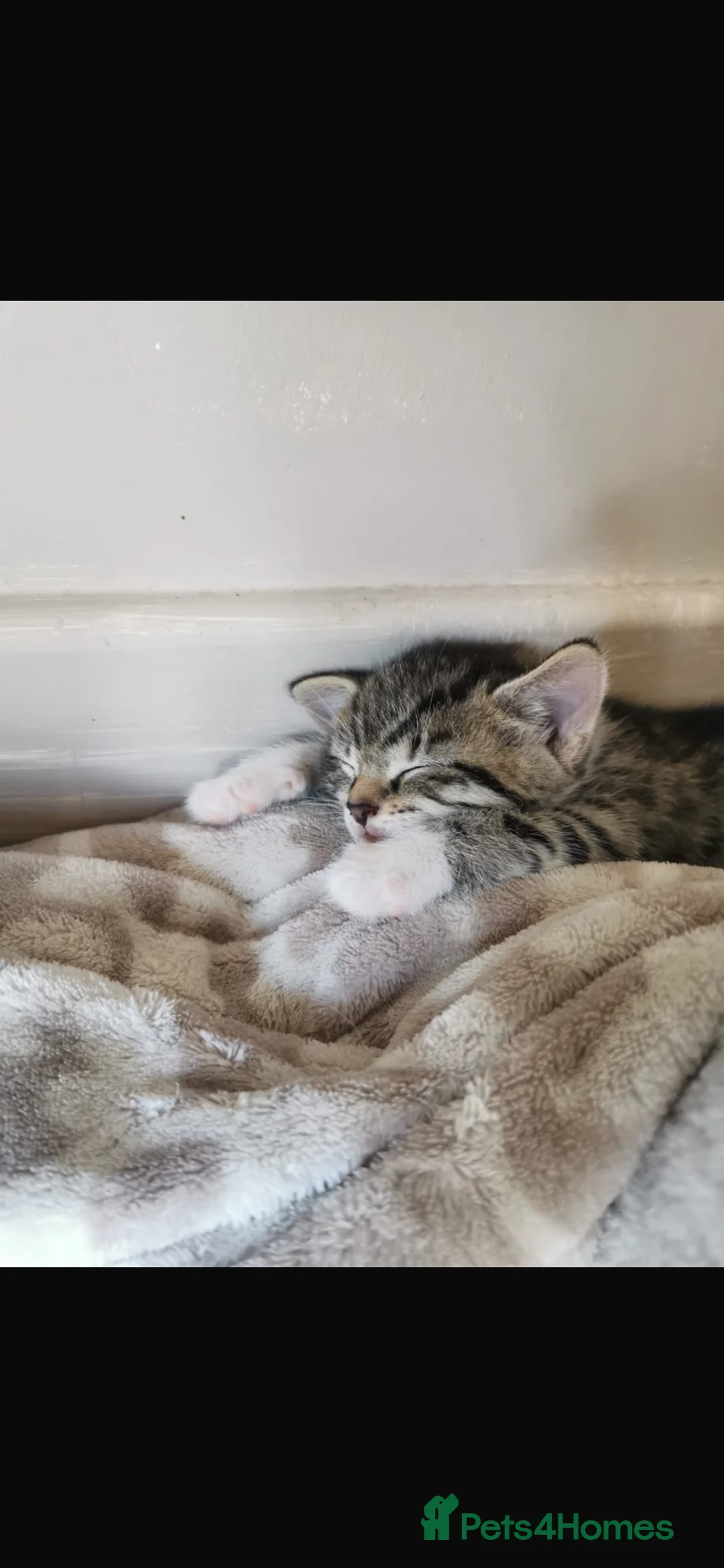 British Shorthair cats for sale: 2x tabby cats available  in Bolton - Advert 2