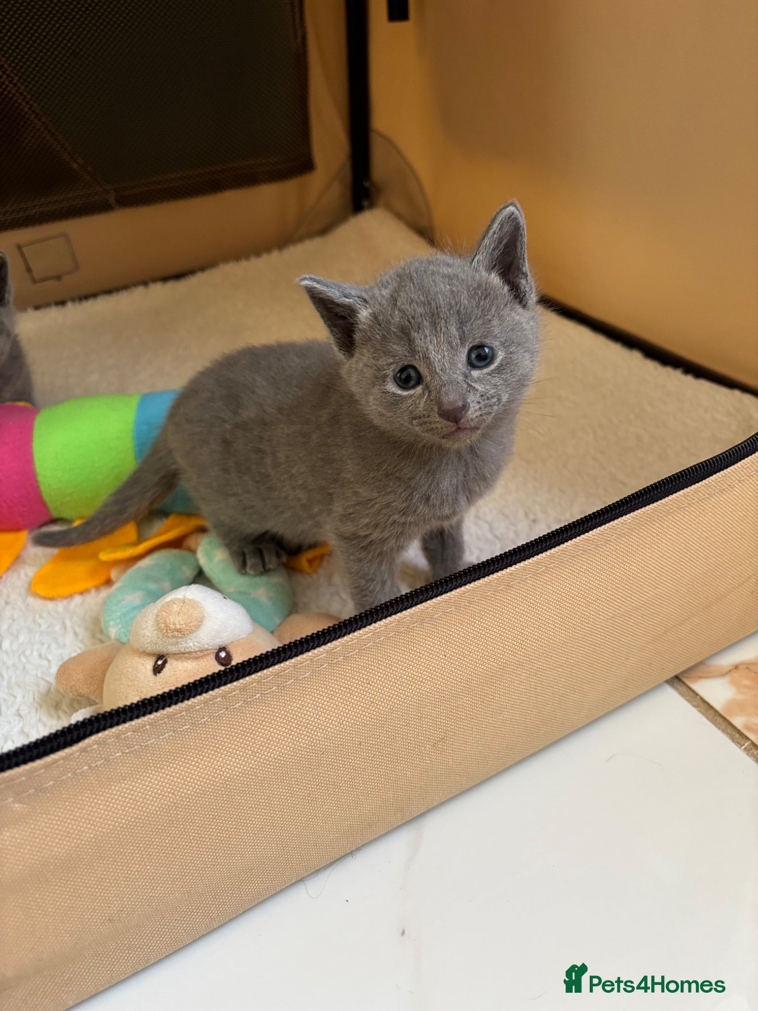 Russian Blue cats TICA PURE PEDIGREE RUSSIAN BLUE KITTENS  - Advert 1