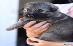 German Shepherd dogs for sale: Adorable GSD pups, straight back line, KC reg - Image 4