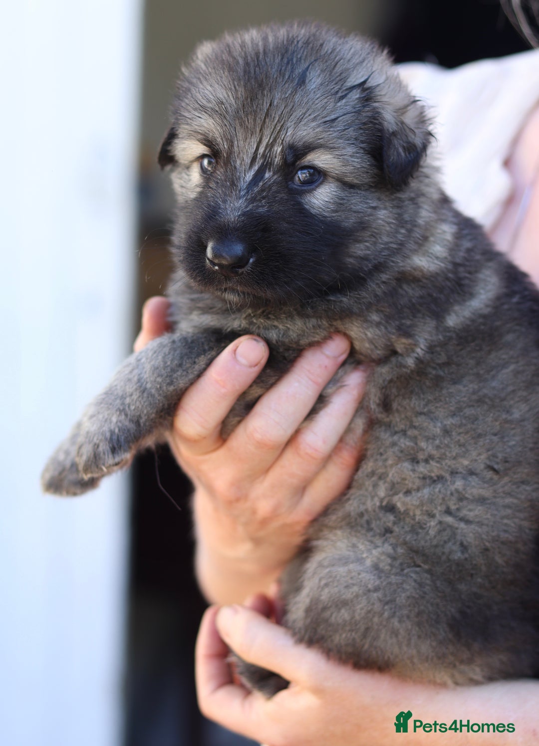 German Shepherd dogs for sale: Adorable GSD pups, straight back line, KC reg - Image 4