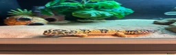 Leopard Gecko reptiles for sale: Leopard gecko and vivarium.  - Advert 4
