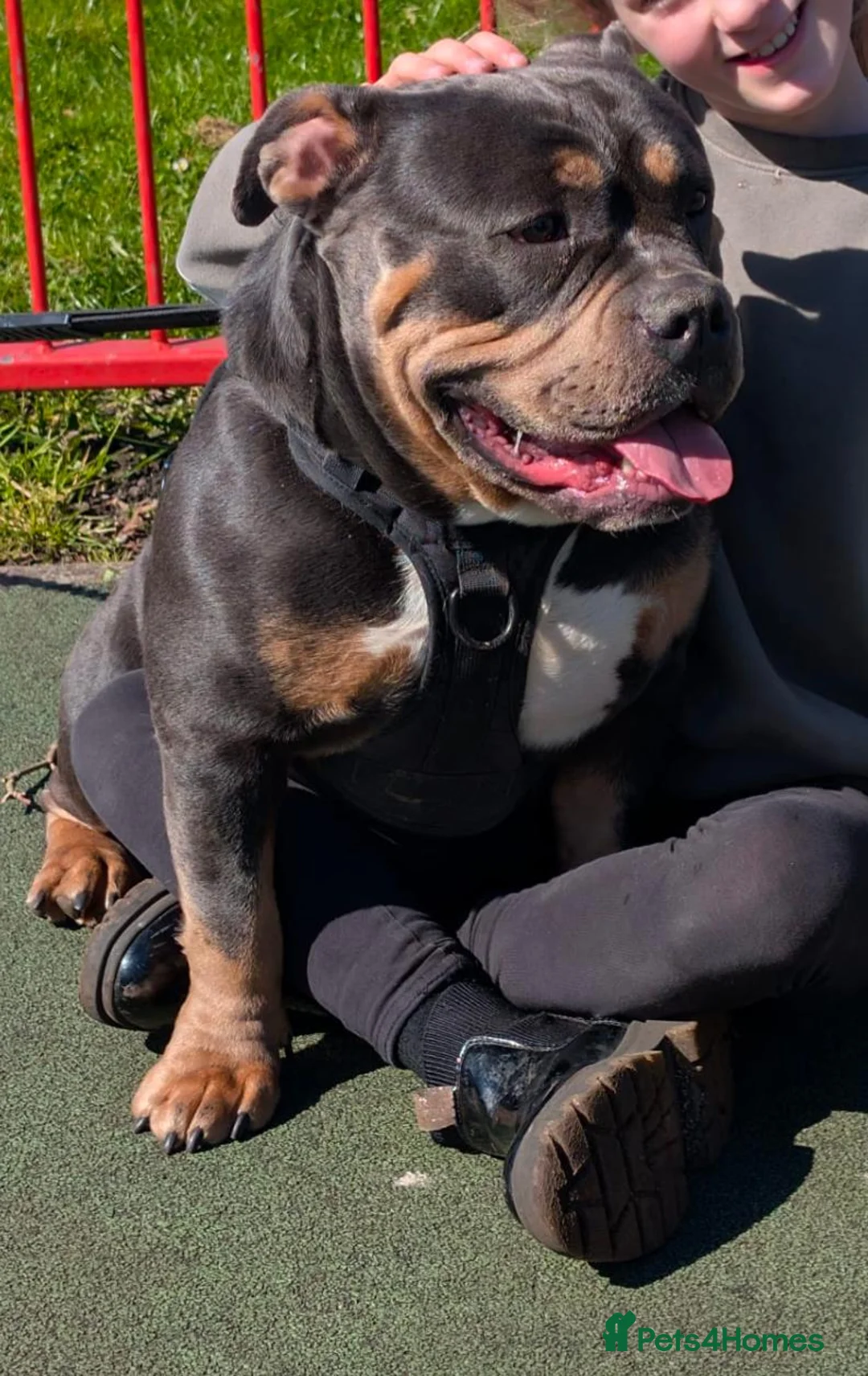Mixed Breed livestock for sale: Pocket bully  - Advert 1