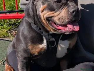 Mixed Breed livestock Pocket bully - Advert 5