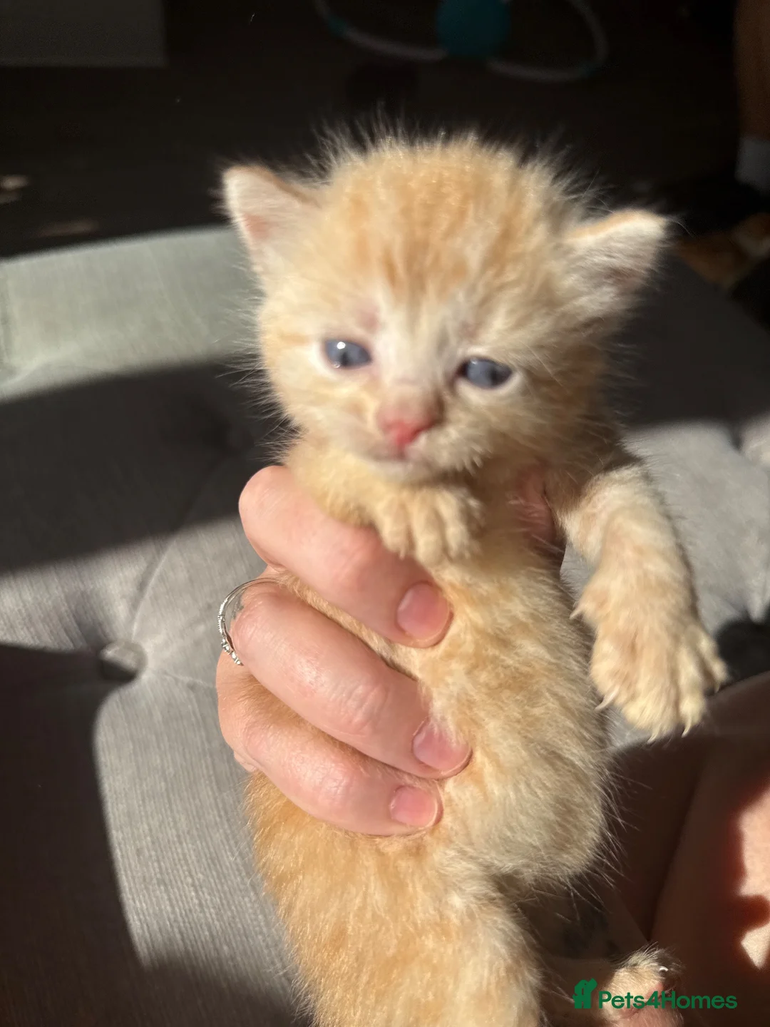 Mixed Breed cats for sale: Kittens  - Advert 2