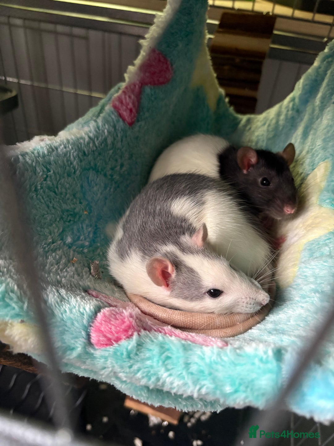 Rat rodents for sale: Female Rats for Rehoming - Image 2