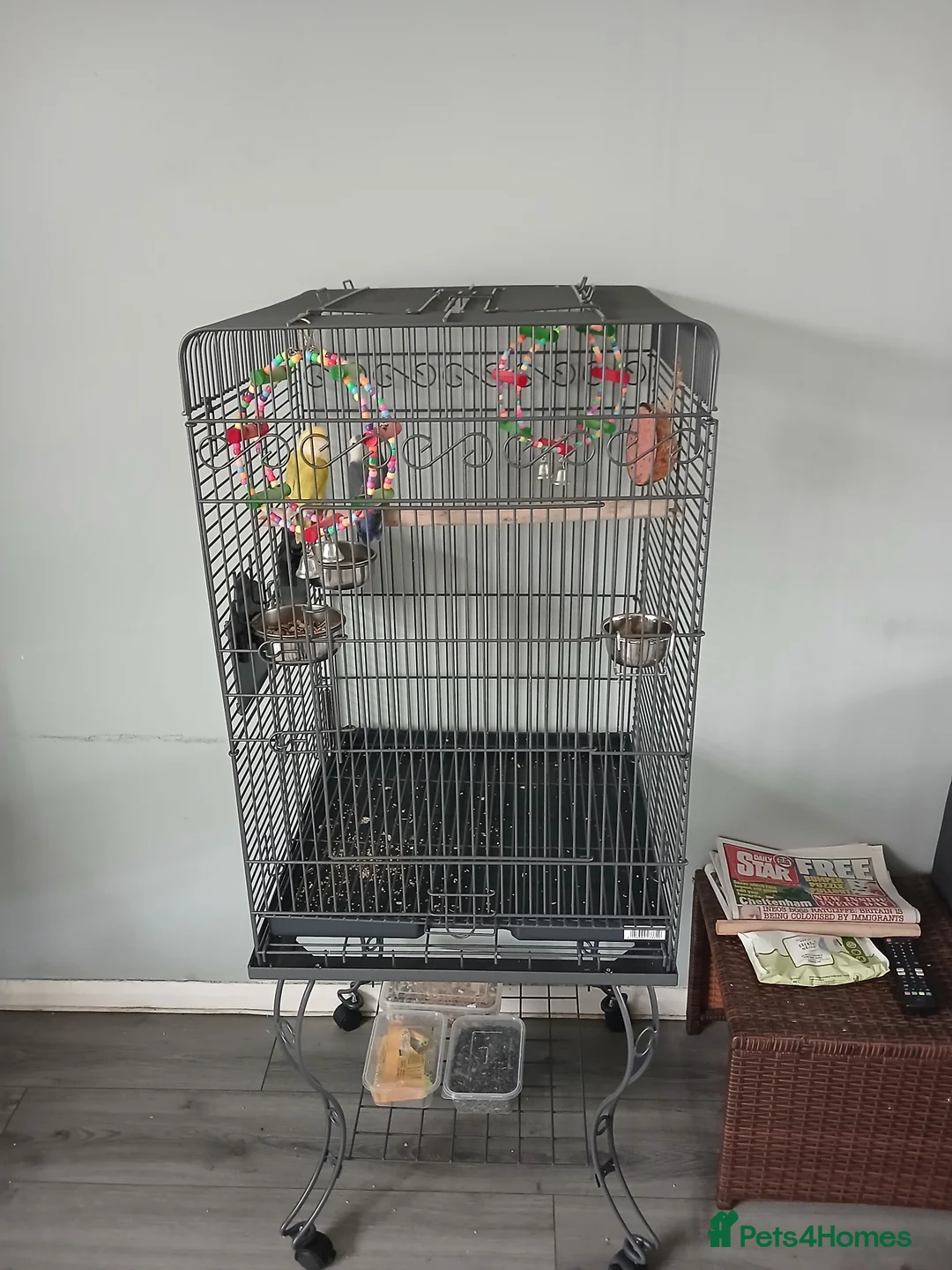 Lovebirds birds for sale: 2 beautiful love birds and cage - Advert 3