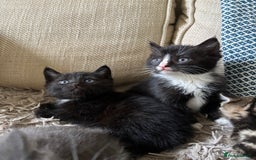 Mixed Breed cats for sale: 5 gorgeous kittens available  - Image 8