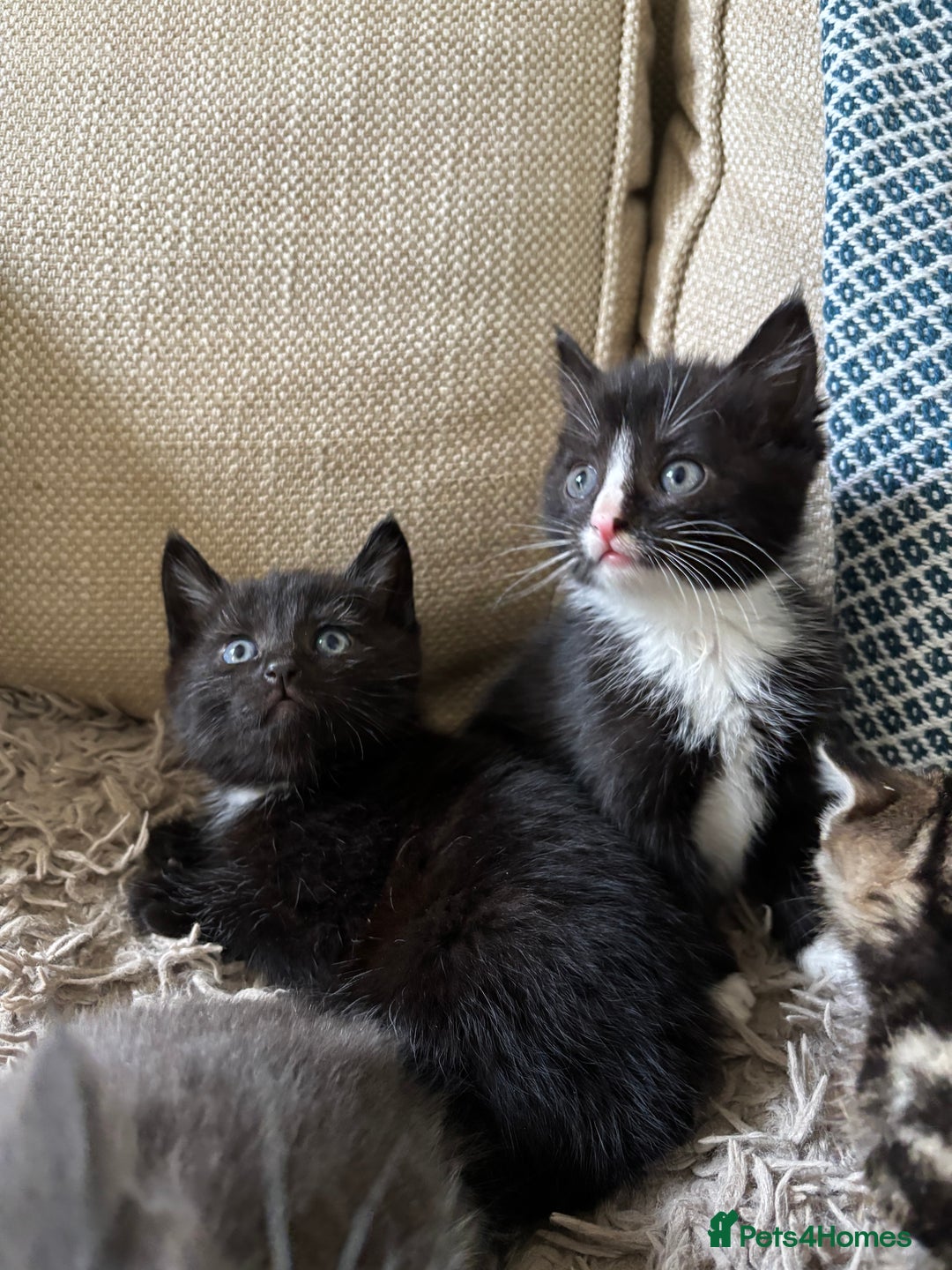 Mixed Breed cats for sale: 5 gorgeous kittens available  - Image 8