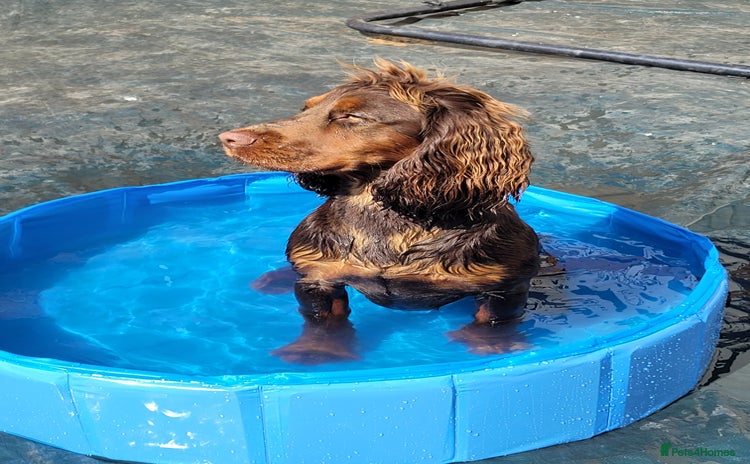 Cocker Spaniel dogs - Advert 16