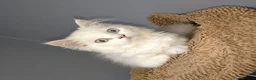 Persian cats for sale: Persian kittens for sale - blue eye beauty  - Advert 4