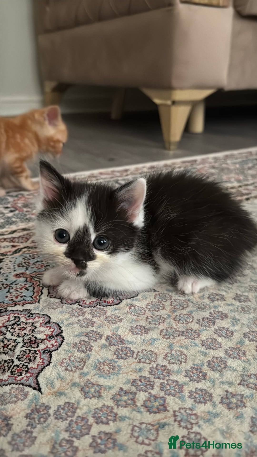 Persian cats for sale: mixed bombay and persian kittens  - Image 10