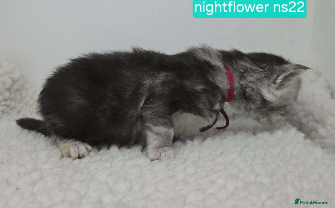 Maine Coon cats for sale: Maine Coon Kittens Silver Imported Shaded Lines - Image 19