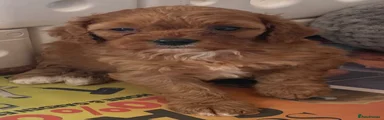 Cavapoo 6