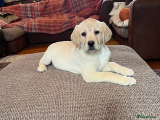 Labrador Retriever dogs Extensively health tested white chunky Labradors - Advert 3