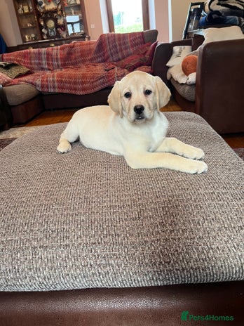 Labrador Retriever dogs Extensively health tested white chunky Labradors - Advert 6