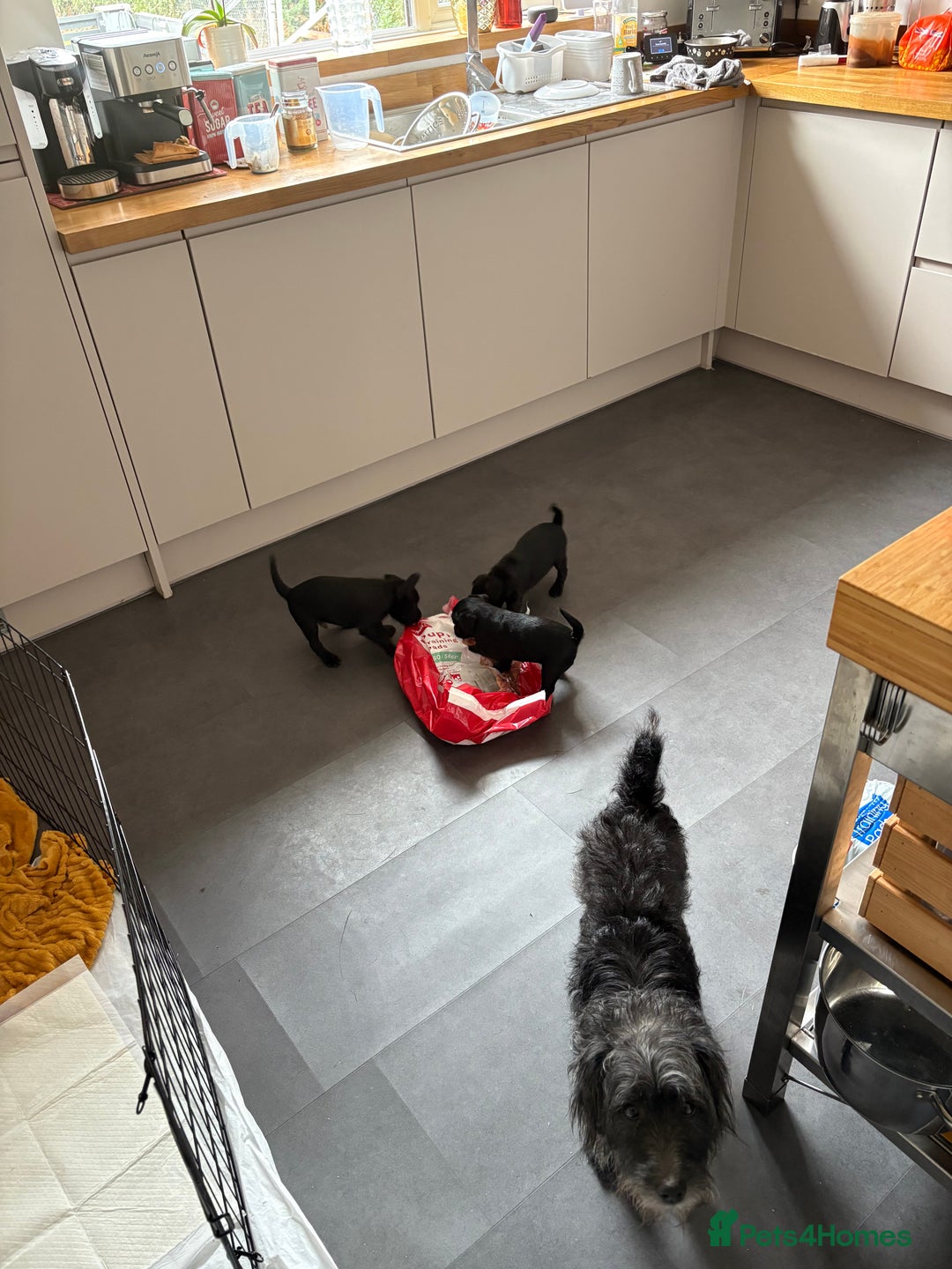 Patterdale Terrier dogs for sale: Beautiful patterdale terrier  - Image 7