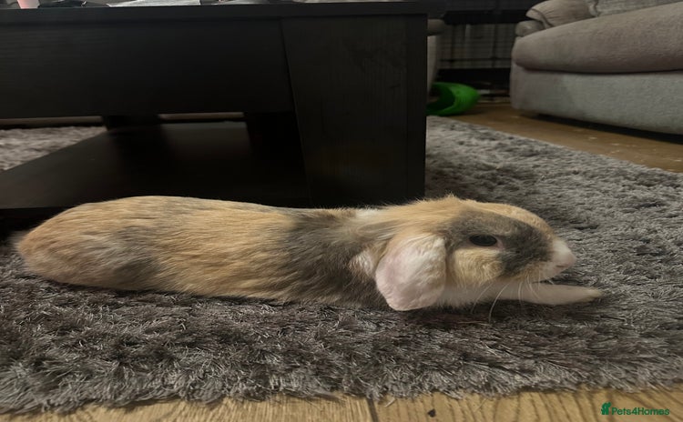 Mixed Breed rabbits - Advert 1