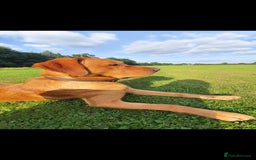 Labrador Retriever dogs for stud: Noah - Fox Red labrador pedigree -For Stud - Image 12