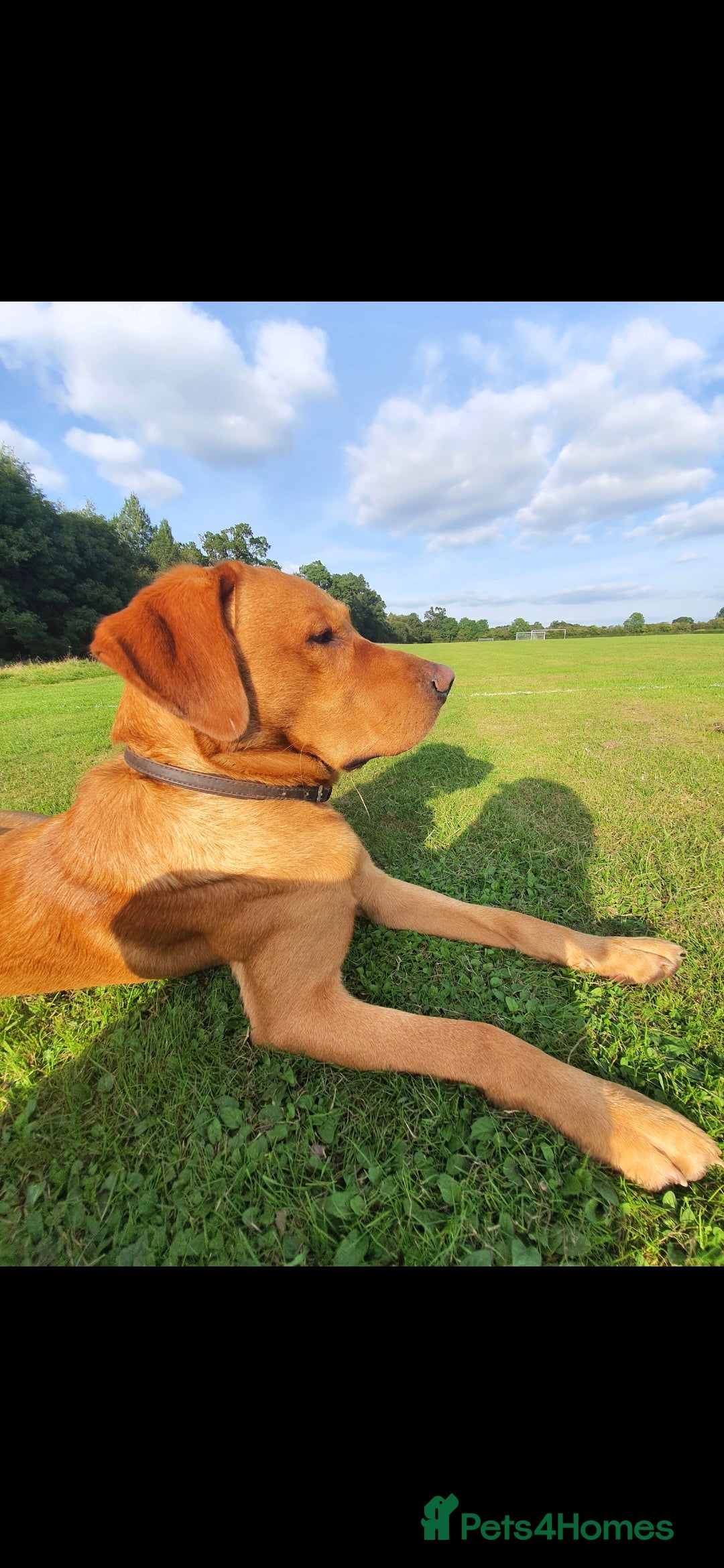 Labrador Retriever dogs for stud: Noah - Fox Red labrador pedigree -For Stud - Image 12