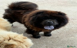 Chow Chow dogs for sale: Chocolate Chow Chow Female - Image 1