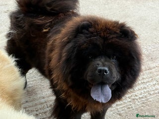 Chow Chow dogs - Advert 1