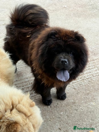 Chow Chow dogs - Advert 1