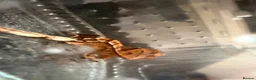 Gecko reptiles for sale: Crested Geckos in Immingham - Advert 8