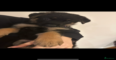German Shepherd dogs - Advert 6