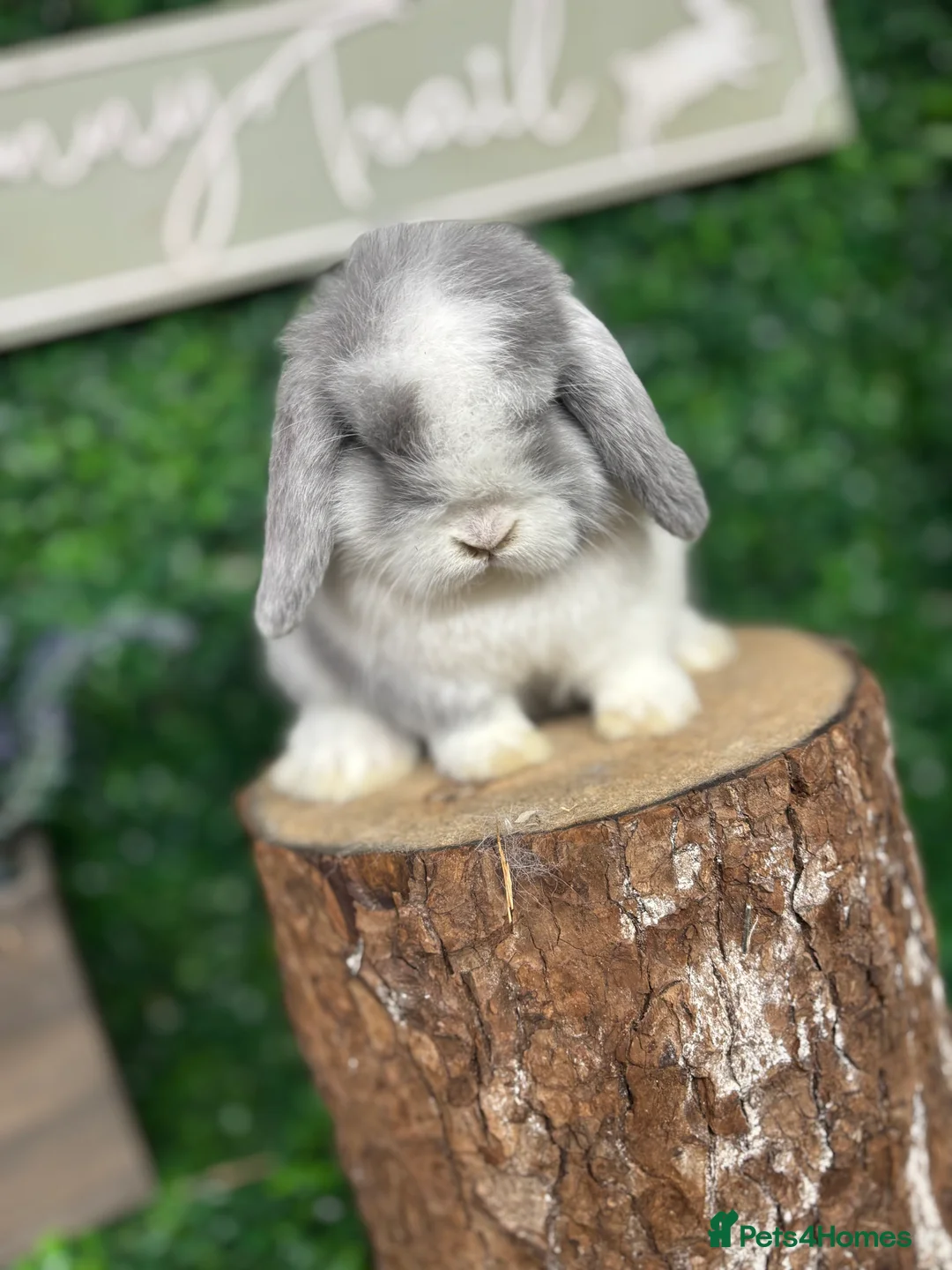 Mini Lop rabbits for sale: 🧡PEDIGREE MINILOPS🧡 - Advert 1