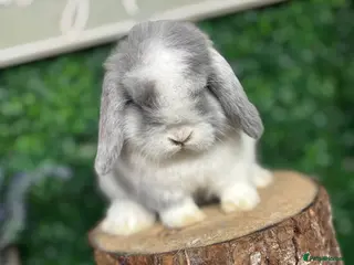 Mini Lop rabbits 🧡PEDIGREE MINILOPS🧡 - Advert 9