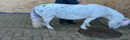 Miniature horses for sale: American Miniature Horse 5 Yrs Gelding - Advert 11