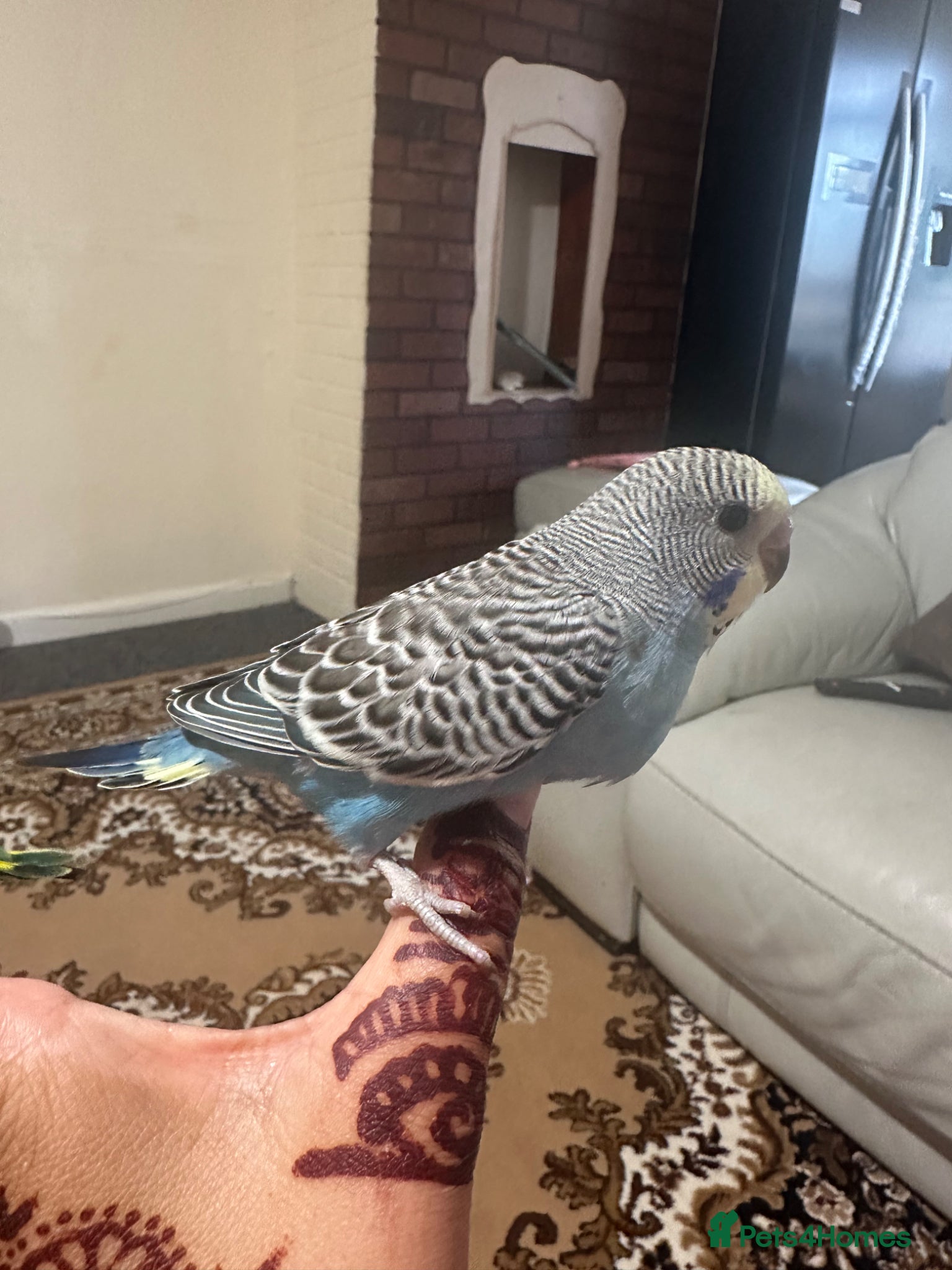 Budgerigars birds Lovely baby budgies hand  tame - Advert 1