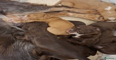 Cocker Spaniel dogs - Advert 2