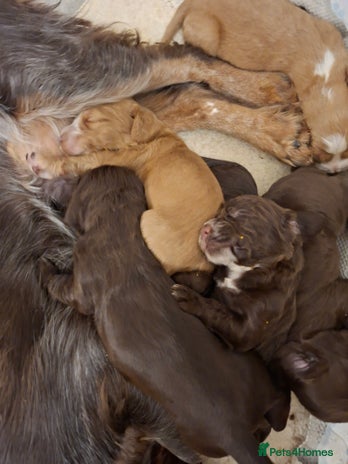 Cocker Spaniel dogs - Advert 8