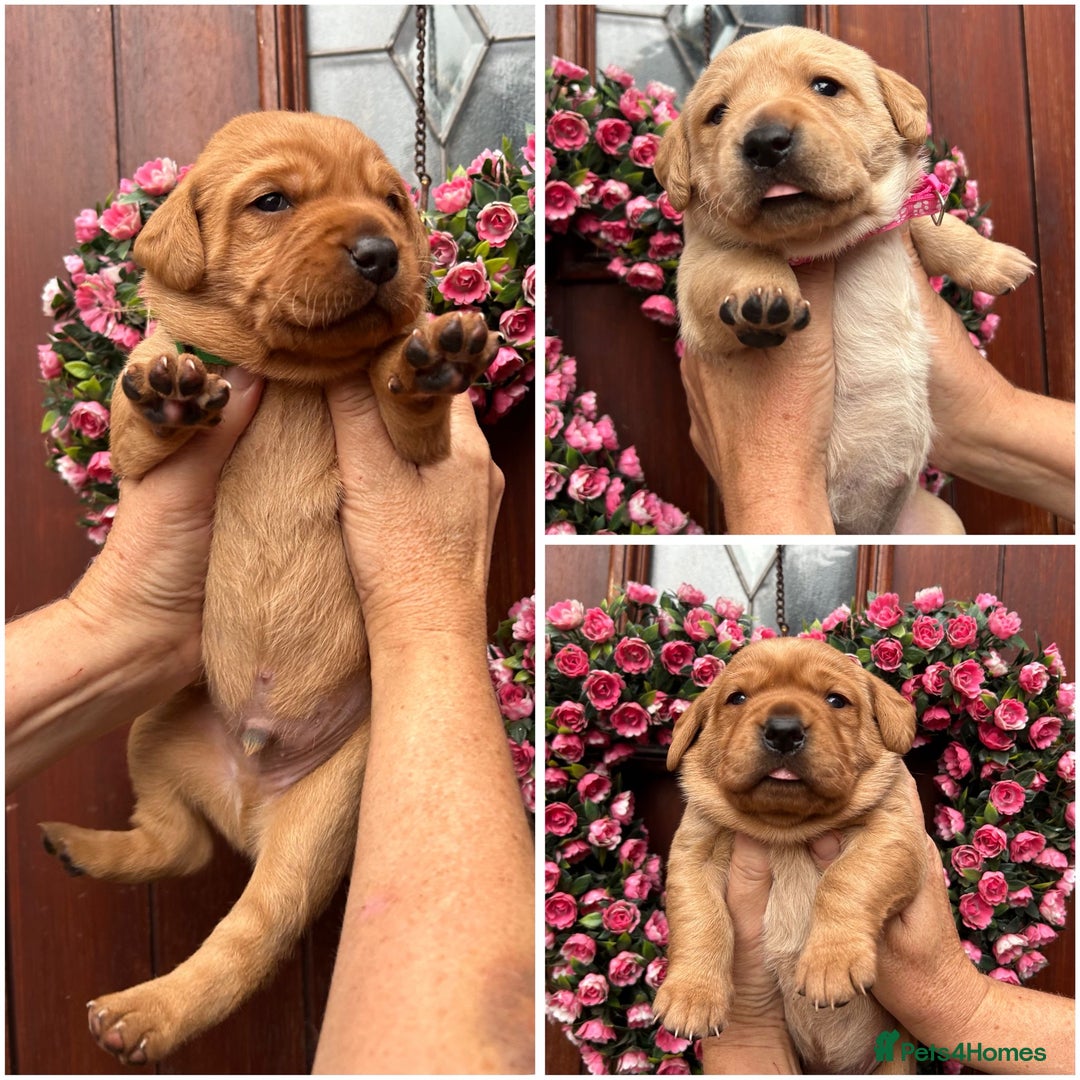 Labrador Retriever dogs for sale: Fox Red KC Reg Labrador Puppies Ready 11/10/25 - Image 1
