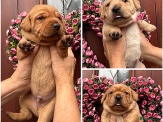 Labrador Retriever dogs - Advert 18