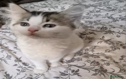 Persian cats for sale: Persian kitten for sale. - Image 4